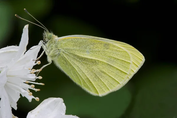 Nahaufnahme Von Wanzen Der Wilden Natur — Stockfoto