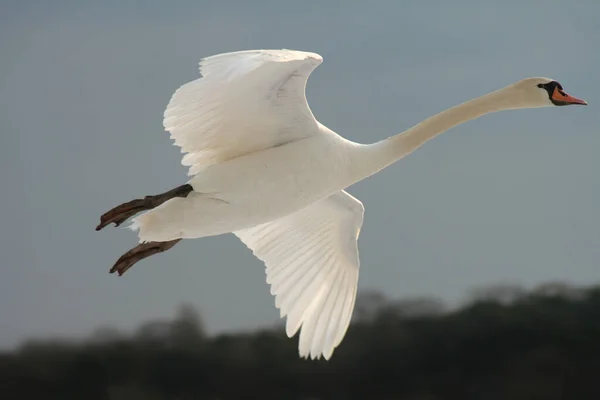 Pittoreska Fågel Tema Skott — Stockfoto