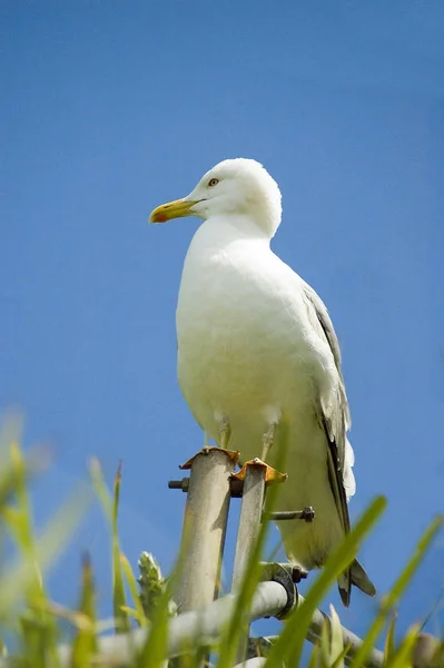 Photo Thème Oiseau Pittoresque — Photo