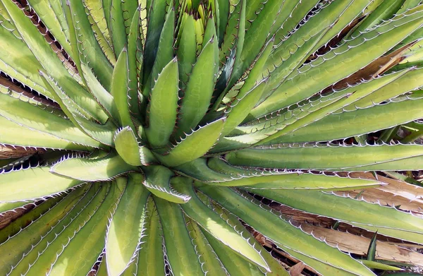 Kaktus Tropická Rostlina Flóra — Stock fotografie