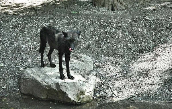 Primer Plano Los Animales Zoológico — Foto de Stock