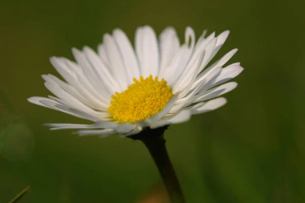 Bild Von Gänseblümchen Voller Blüte — Stockfoto