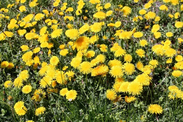Луговые Цветы Полевая Флора Трава — стоковое фото