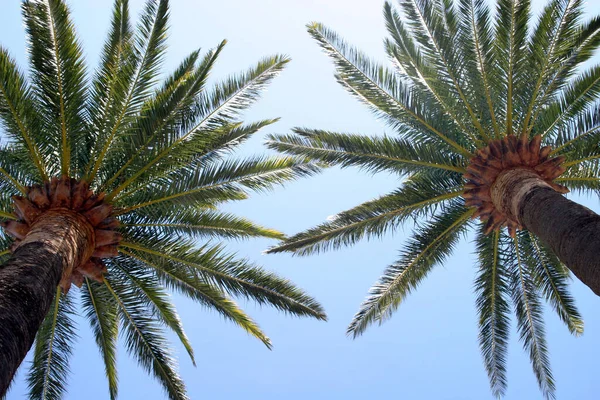 Palmera Con Cielo Azul — Foto de Stock