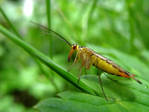 Insecte Mouche Scorpion Commune Dans Nature Florale — Photo