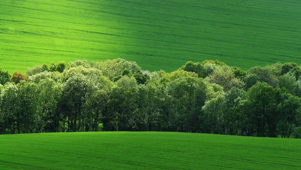 Holofotes Campos Verdes — Fotografia de Stock