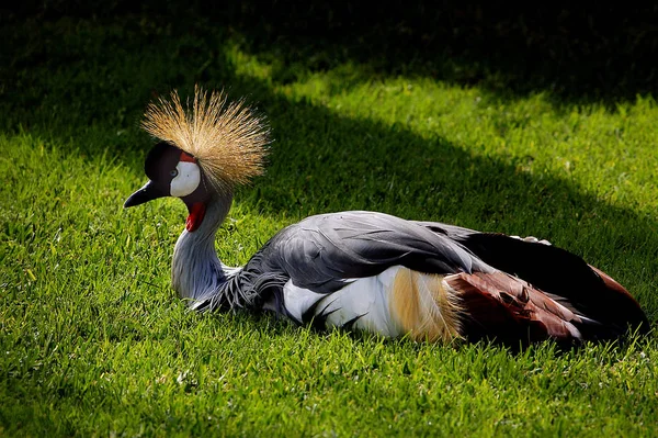 Aussichtsreiche Aussicht Auf Schöne Vögel Der Natur — Stockfoto