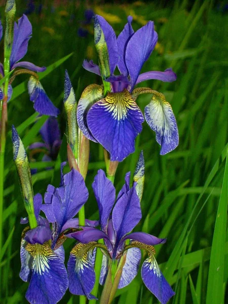 Schilderachtig Uitzicht Mooie Irisbloem — Stockfoto