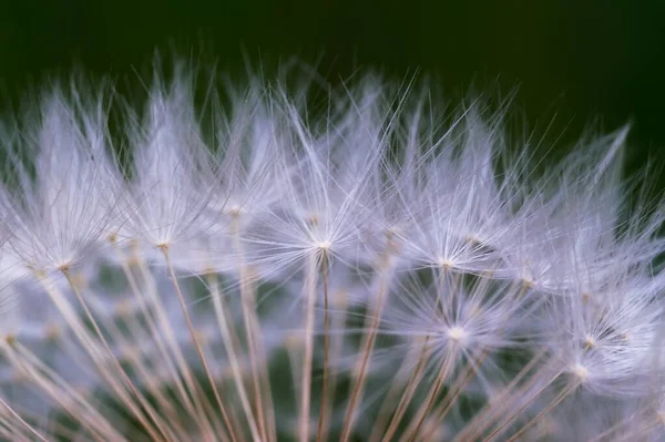 Цветок Летнего Растения Одуванчик Флора Природе — стоковое фото