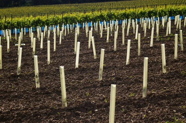 Lights Vineyard — Stock Photo, Image