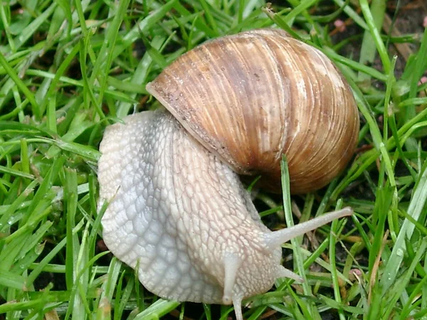 Perra Resbaladiza Rastrero Caracol —  Fotos de Stock