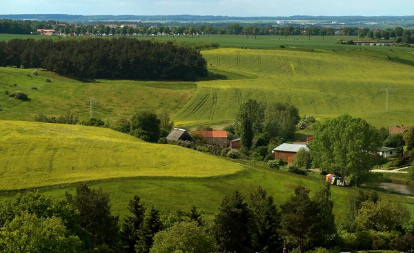 Agora Também Com Gente Sobre Bela Canola Tempo — Fotografia de Stock