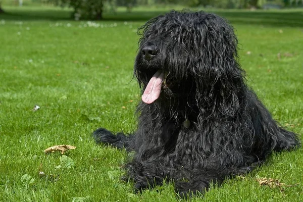 Portret Van Een Schattige Hond — Stockfoto