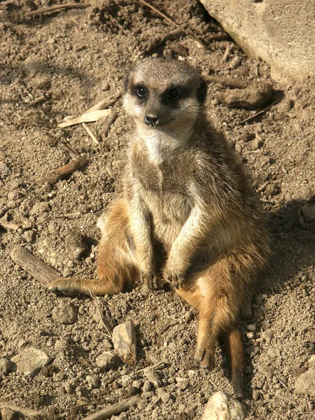 Schauen Sie Sich — Stockfoto