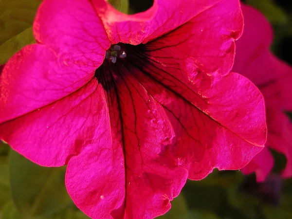 Bellissimi Fiori Sfondo Concetto Floreale — Foto Stock