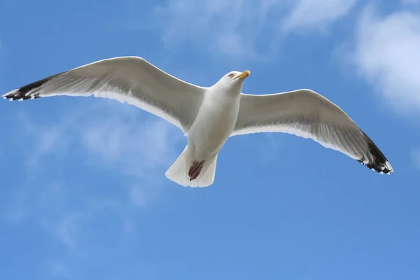 Sobre Las Nubes Azules — Foto de Stock