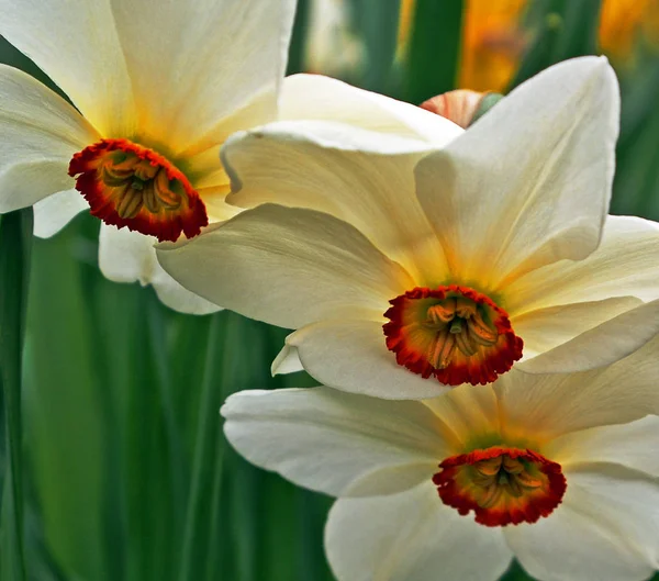 Narciso Petali Fiori Primaverili Flora — Foto Stock