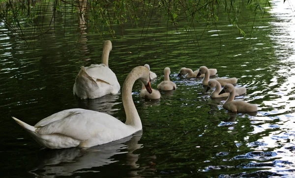 Blick Auf Majestätische Schwäne Der Natur — Stockfoto