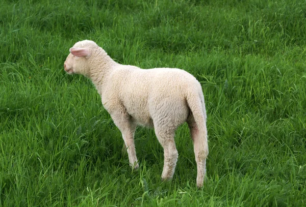 Agnello Nel Vento — Foto Stock