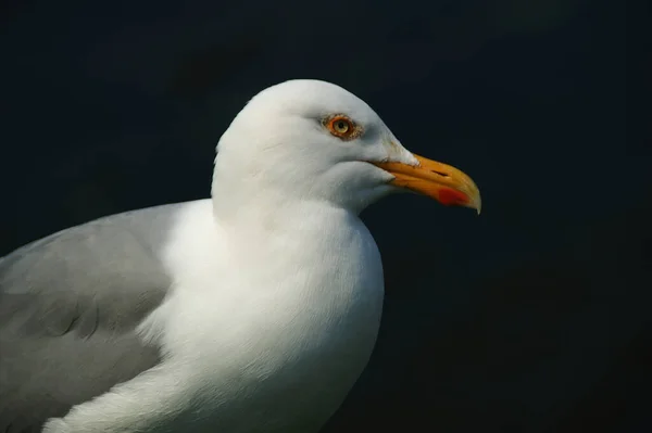 Gull Resultou Maio 2006 Helgoland — Fotografia de Stock