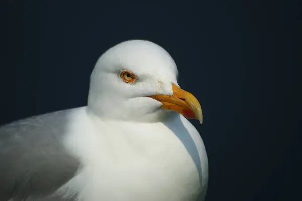 Gull Resulted May 2006 Helgoland — Stok Foto