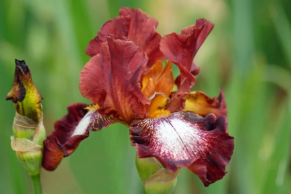 Scenic View Beautiful Iris Flower Stock Photo