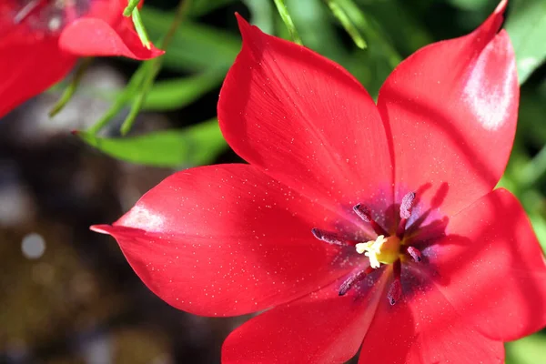 チューリップの花びら 春の植物 — ストック写真