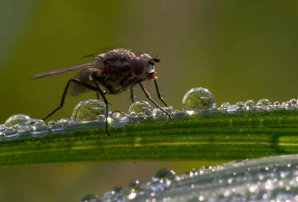 Volar Tierra Las Perlas — Foto de Stock