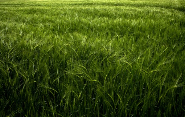 Зеленое Поле Зеленая Трава — стоковое фото