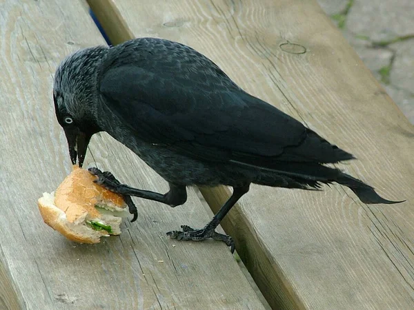 Dohle Another Rabenvogel Had Only Limited Respect Enjoyed Stray Bread — Stock Photo, Image