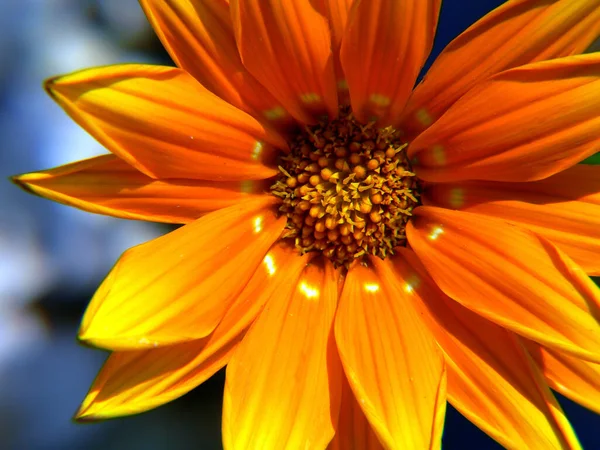 Gros Plan Une Fleur Marguerite Jaune — Photo