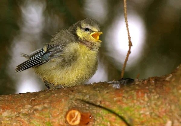 Scenic View Beautiful Blue Tit Nature — Stock Photo, Image