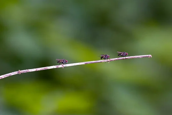 Doğadaki Hatanın Yakın Görüntüsü — Stok fotoğraf