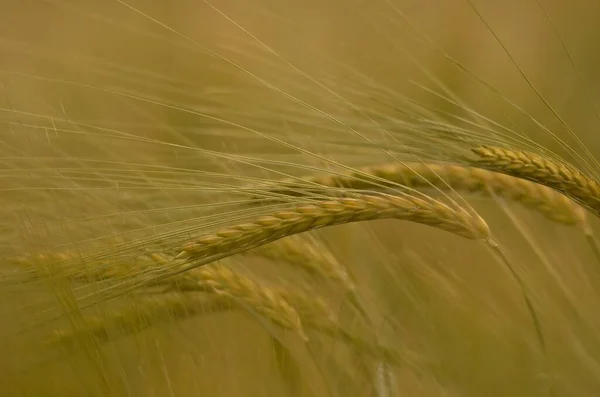 Espigas Maíz Campo Maíz — Foto de Stock