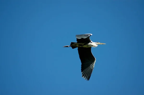 Scenic View Beautiful Bird Nature — Stock Photo, Image