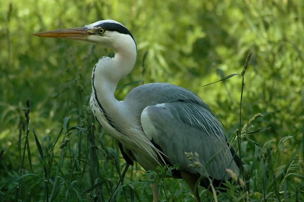 Aussichtsreiche Aussicht Auf Schöne Vögel Der Natur — Stockfoto