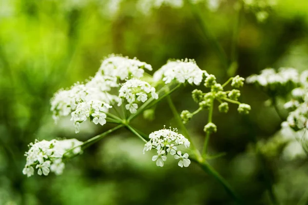 Krásný Botanický Záběr Přírodní Tapety — Stock fotografie