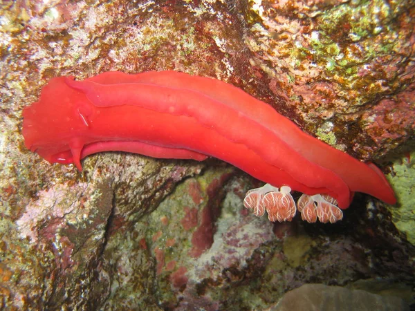 Slug Located Ceiling — Stock Photo, Image