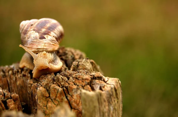 Caracol Criatura Hélice Molusco — Fotografia de Stock