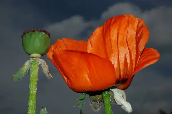 Nahaufnahme Von Schönen Wilden Mohnblumen — Stockfoto