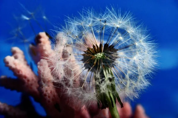 Hermoso Plano Botánico Fondo Pantalla Natural — Foto de Stock