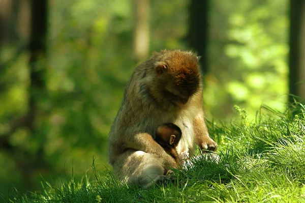 Affe Primaten Tier Tierwelt — Stockfoto