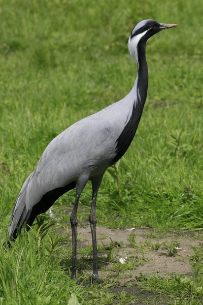 Vista Panorámica Garza Pájaro Naturaleza —  Fotos de Stock