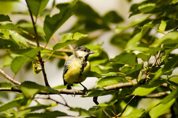 Γραφική Θέα Της Όμορφης Titmouse Πουλί — Φωτογραφία Αρχείου