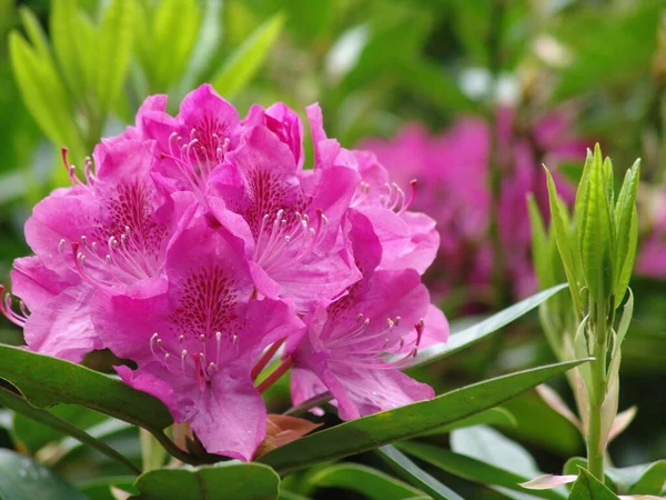 Bellissimo Fiore Fiorito Natura Concetto Sfondo — Foto Stock