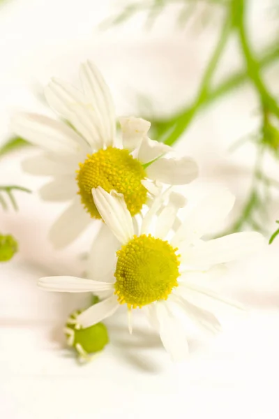 Kamille Ingediend Bloemen Zomer Flora — Stockfoto