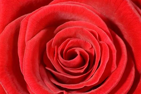 Rose Flower Bud Petals — Stock Photo, Image