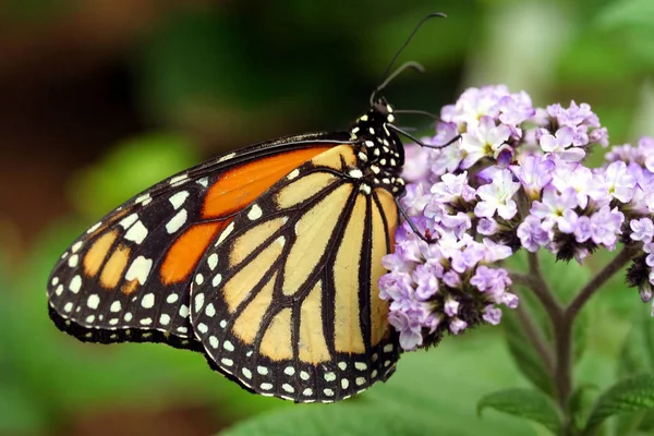 Nahaufnahme Von Schönen Bunten Schmetterling — Stockfoto