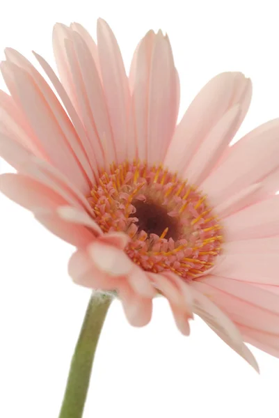 Красива Рожева Квітка Гербери Ізольована Білому Тлі — стокове фото