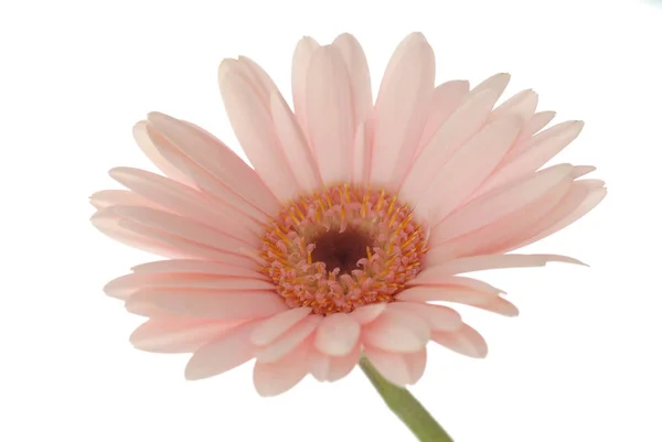 Mooie Bloemen Bloem Concept Achtergrond — Stockfoto